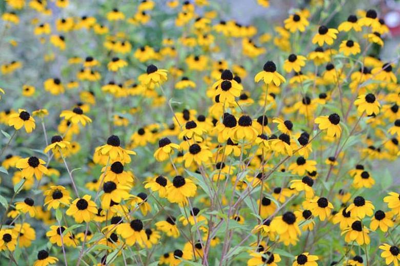 Rudbeckia Triloba, Brown-Eyed Susan, Native Black-Eyed Susan, Thin-Leaved Rudbeckia, Thin-Leaf Coneflower, Branched Coneflower, late summer perennial, golden flowers, yellow perennial